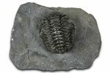 Detailed Pedinopariops Trilobite - Mrakib, Morocco #348139-2